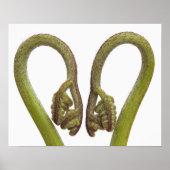 シダ芽2 ポスター (正面)