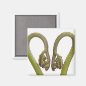 シダ芽2 マグネット (正面/裏面)