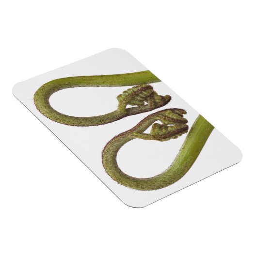 シダ芽2 マグネット (右側)