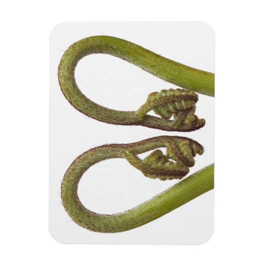 シダ芽2 マグネット (縦)