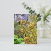 シダ葉類 ポストカード (スタンド正面)