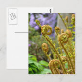 シダ葉類 ポストカード (正面/裏面)