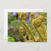 シダ葉類 ポストカード (正面/裏面)