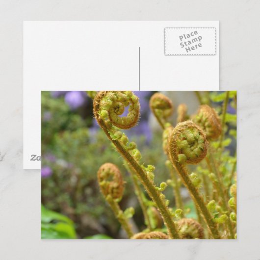 シダ葉類 ポストカード (正面/裏面)