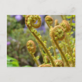 シダ葉類 ポストカード (正面)