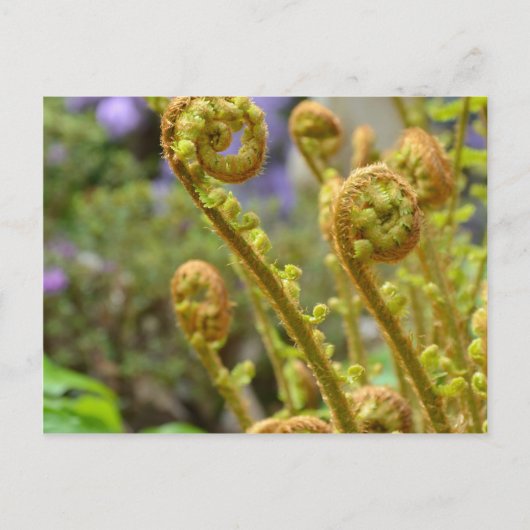 シダ葉類 ポストカード (正面)