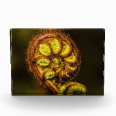 シダ葉 フォトブロック (正面)