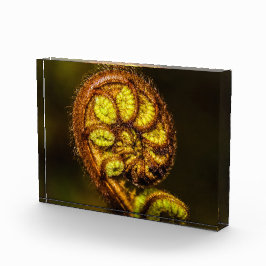 シダ葉 フォトブロック