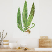 シダ3 ポスター (キッチン)