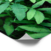 シダ：キャンバス – - ポスター (角)