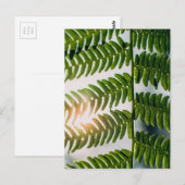 シダ・ゴリー ポストカード (正面/裏面)