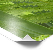 シダ フォトプリント            (角)