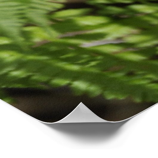 シダ ポスター (角)