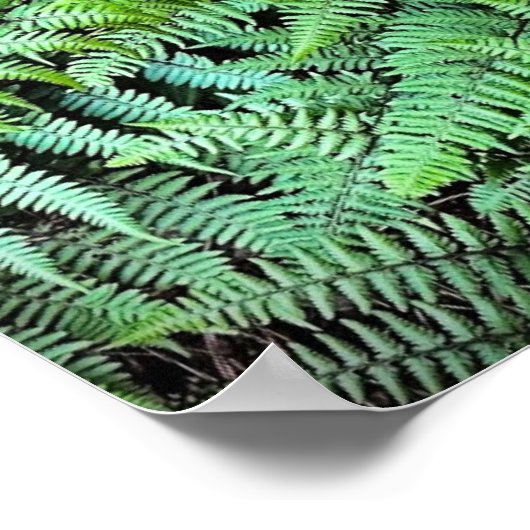 シダ ポスター (角)