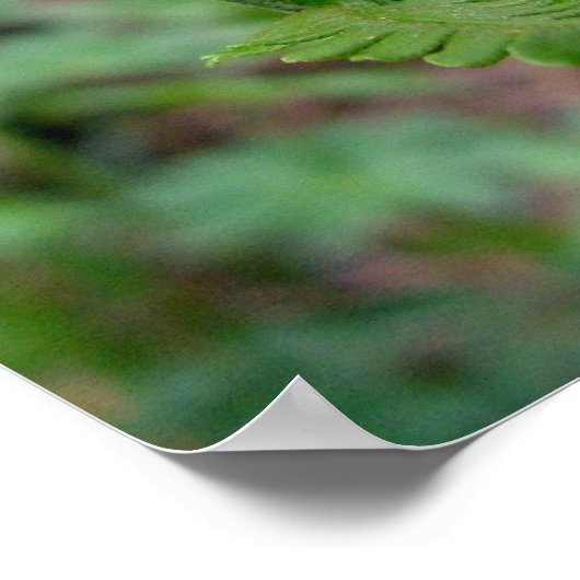 シダ ポスター (角)