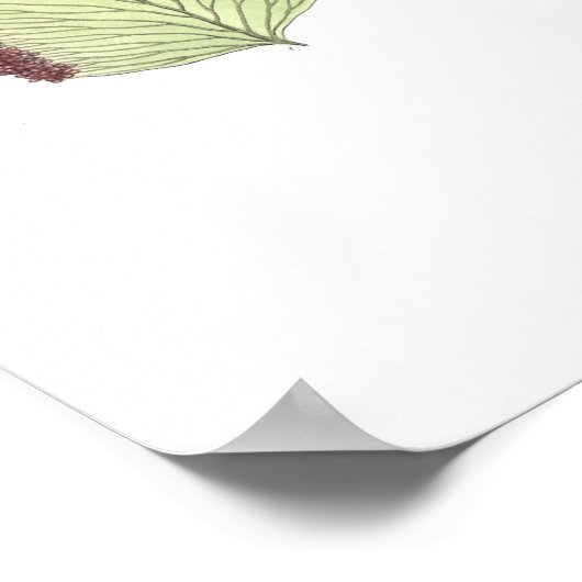 シダ ポスター (角)