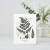 シダ ポストカード (スタンド正面)