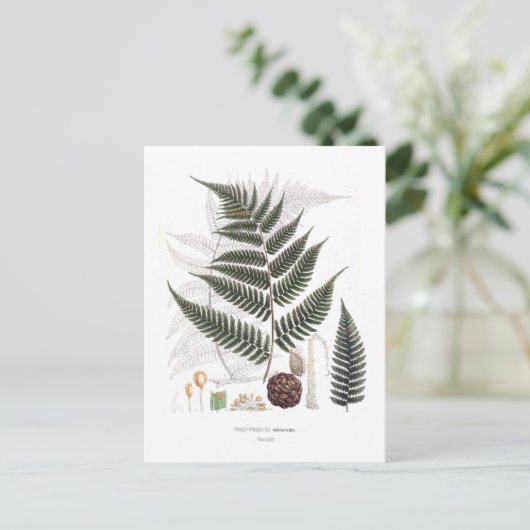 シダ ポストカード (スタンド正面)