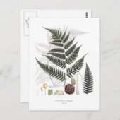 シダ ポストカード (正面/裏面)