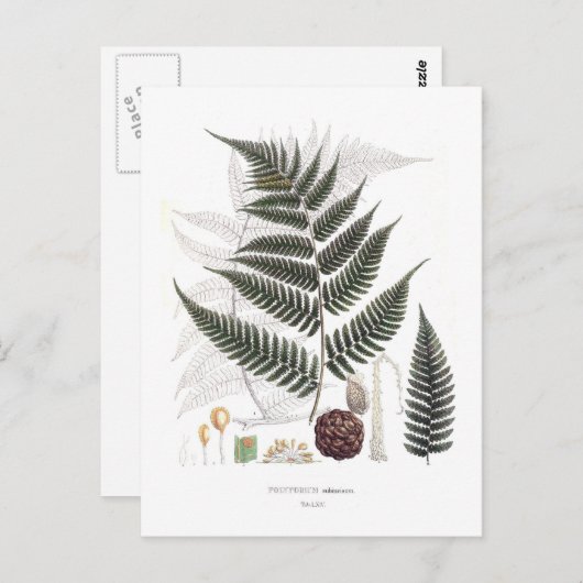 シダ ポストカード (正面/裏面)