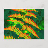 シダ ポストカード (正面)