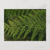 シダ ポストカード (正面)