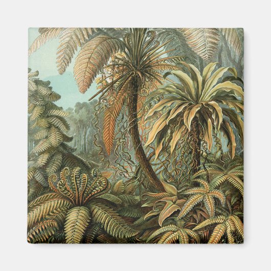 シダ ヤシの木 アンティーク 植物学 シダ アート マグネット (正面)