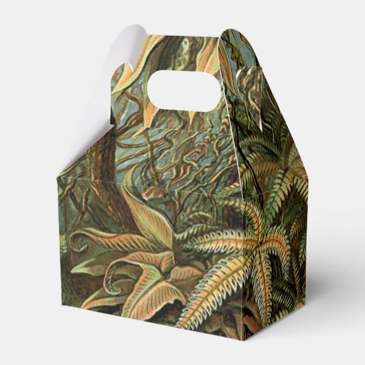 シダ ヤシの木 アンティーク 植物画 シダ アート フェイバーボックス (正面サイド)
