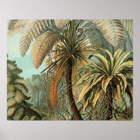シダ ヤシの木 アンティーク 植物画 シダ アート ポスター (正面)