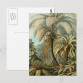 シダ ヤシの木 アンティーク 植物画 シダ アート ポストカード (正面/裏面)