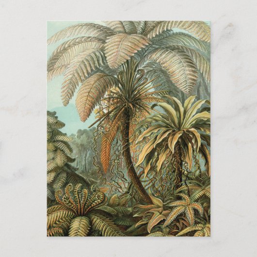 シダ ヤシの木 アンティーク 植物画 シダ アート ポストカード (正面)