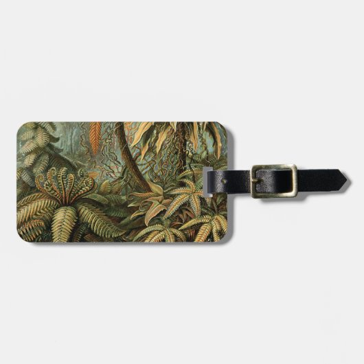 シダ ヤシの木 アンティーク 植物画 シダ アート ラゲッジタグ (正面横)