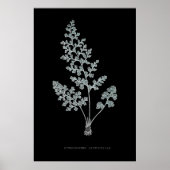 シダ - Gymnogramma Leptophylla - X線効果 - 04 ポスター (正面)