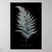 シダ – Gymnogramma Ochracea - X線効果 – 02 ポスター (正面)