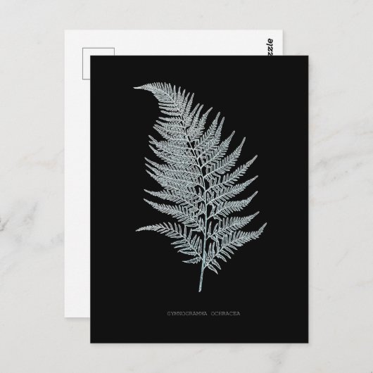 シダ – Gymnogramma Ochracea - X線効果 – 02 ポストカード (正面/裏面)