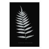 シダ – Polypodyum Fraxinifolium - X線効果–08 フォトプリント (正面)