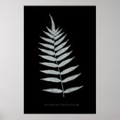 シダ - Polypodyum Fraxinifolium - X線効果 -08 ポスター (正面)