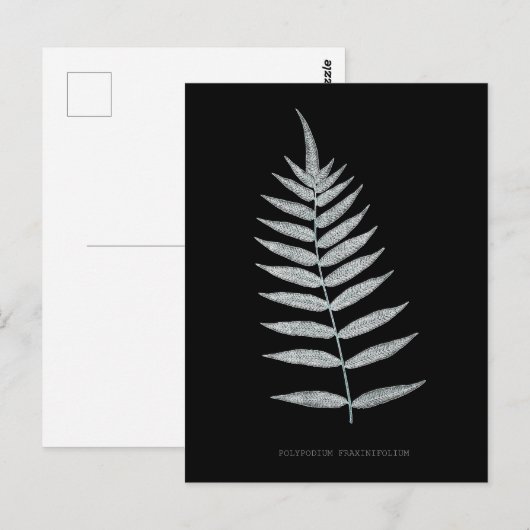 シダ – Polypodyum Fraxinifolium - X線効果–08 ポストカード (正面/裏面)