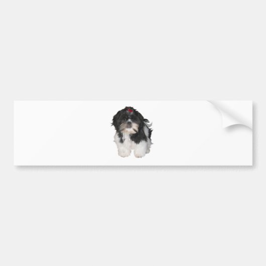 シチズ シー・ズー 子犬 バンパーステッカー (正面)