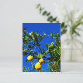 シチリアのレモン3個 ポストカード (スタンド正面)