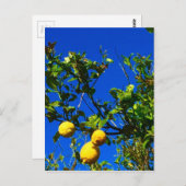 シチリアのレモン3個 ポストカード (正面/裏面)