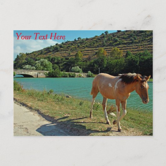 シチリア馬のカスタマイズ可能はがき ポストカード (正面)