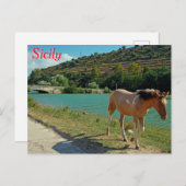 シチリア馬 ポストカード (正面/裏面)