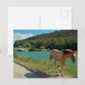 シチリア馬 ポストカード (正面/裏面)