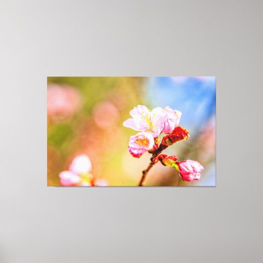 シックなピンクの桜の花が晴れた日の春 キャンバスプリント (正面)