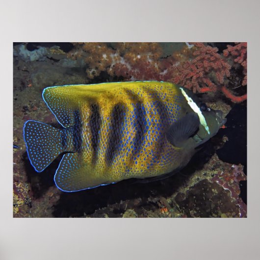 シックスバンドアンジェフィッシュ ポスター (正面)