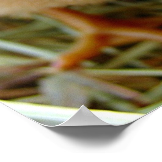 シック ポスター (角)