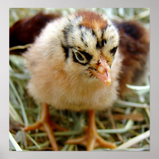 シック ポスター (正面)