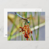 シッジグラスとトンボ ポストカード (正面/裏面)