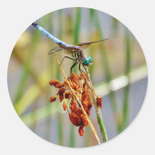 シッジグラスとトンボ ラウンドシール (正面)